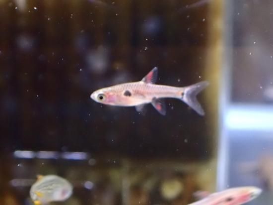 ボララス マキュラータ